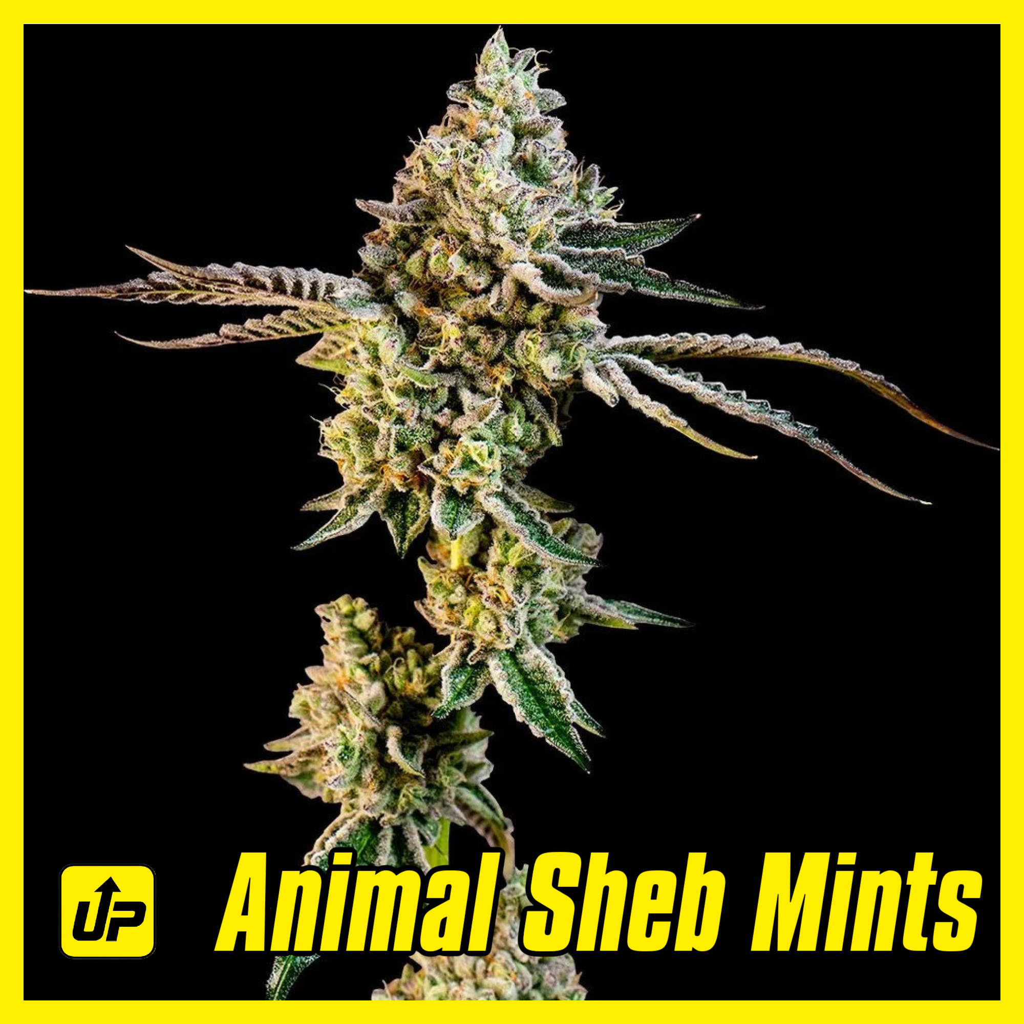 Animal Sheb Mints