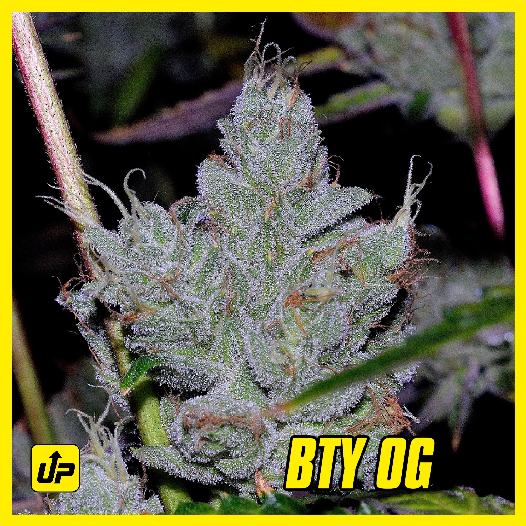 BTY OG strain