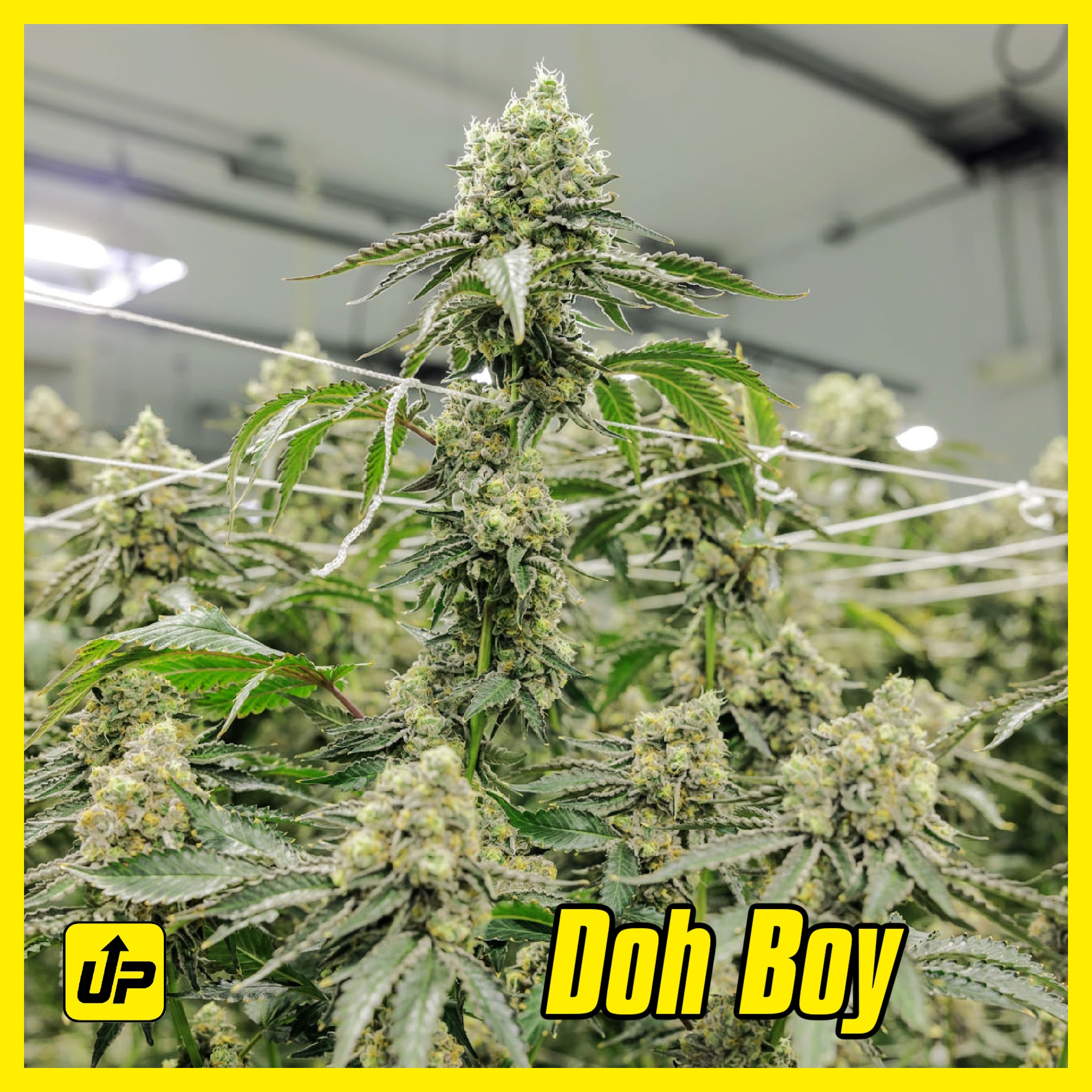 Doh Boy Clone