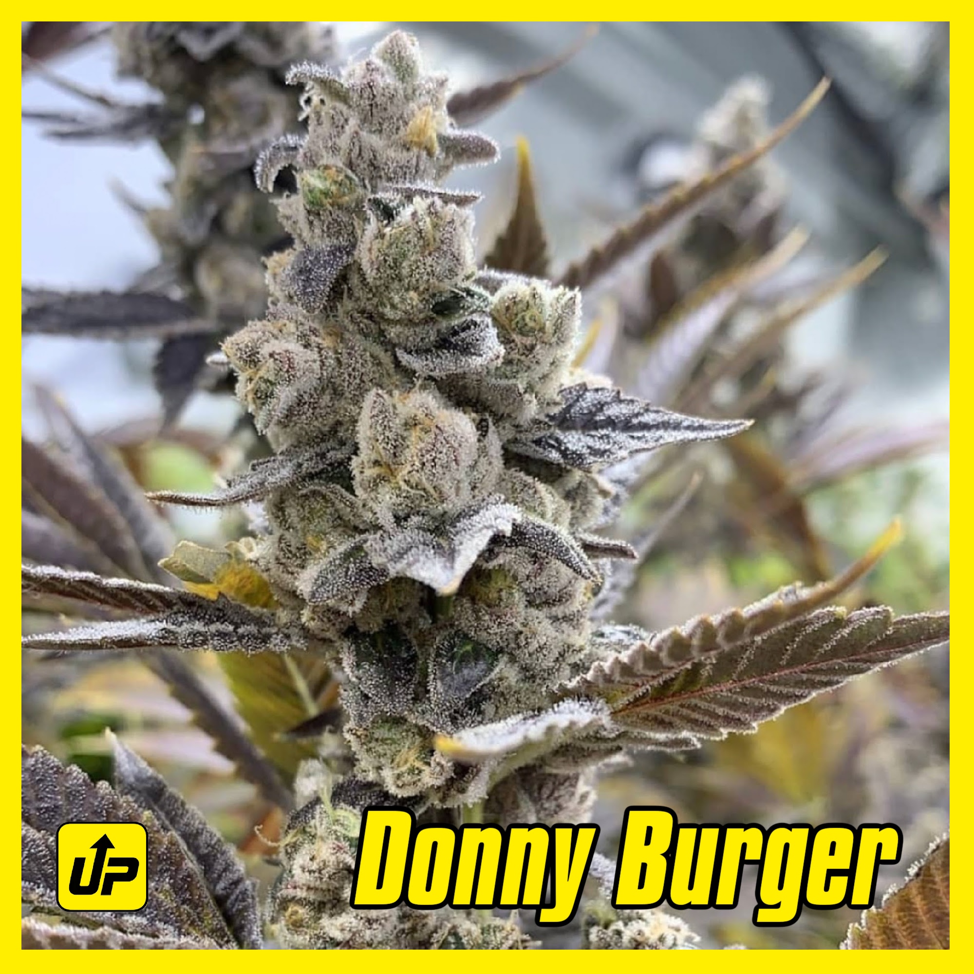 Donny Burger strain