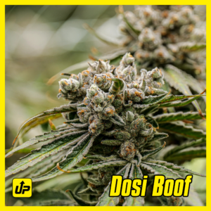 Dosi Boof