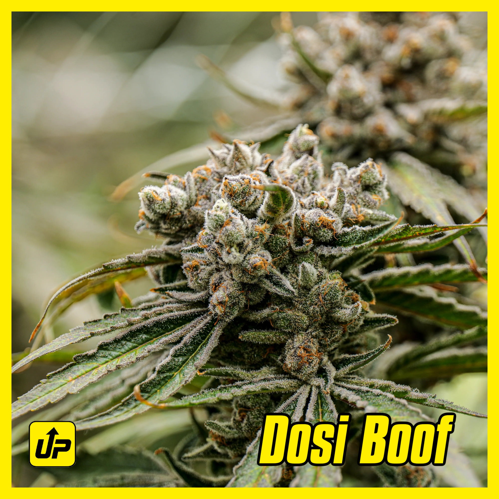 Dosi Boof