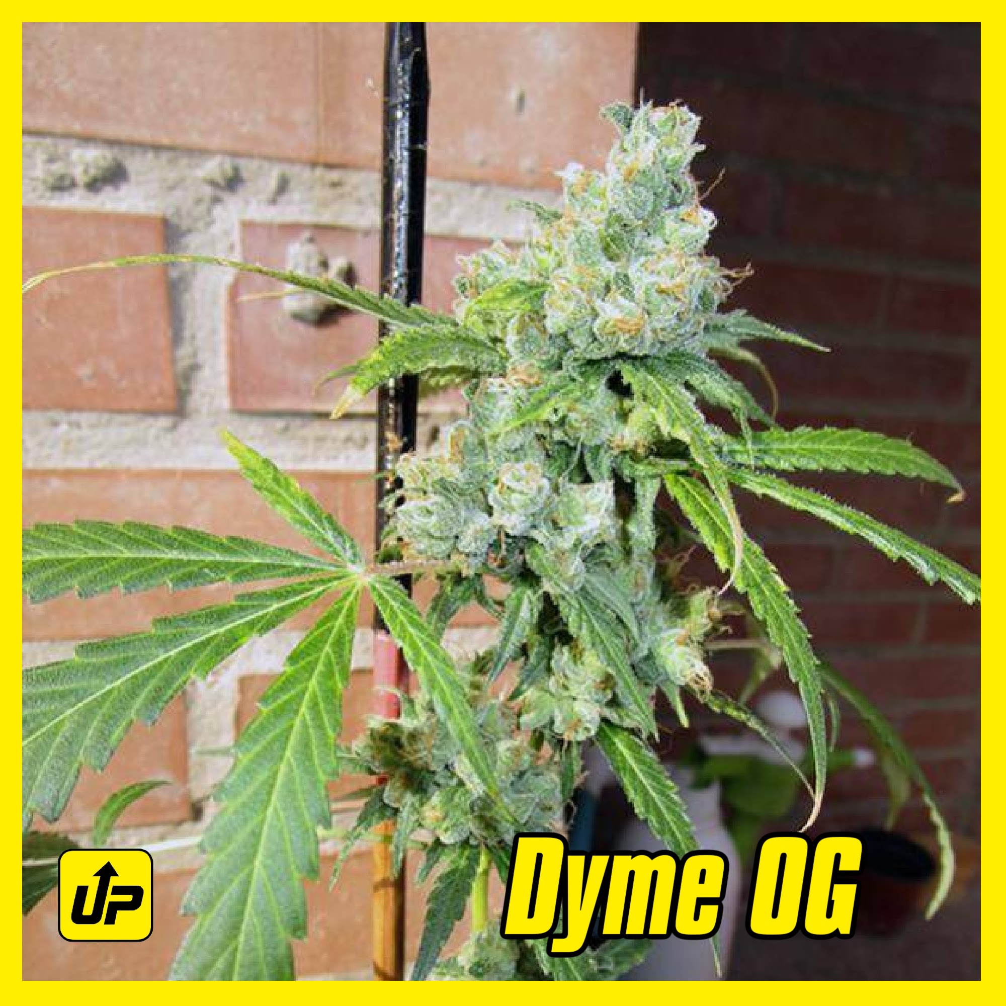 Dyme OG strain