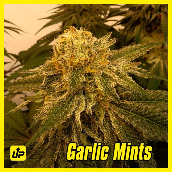 Garlic Mints strain