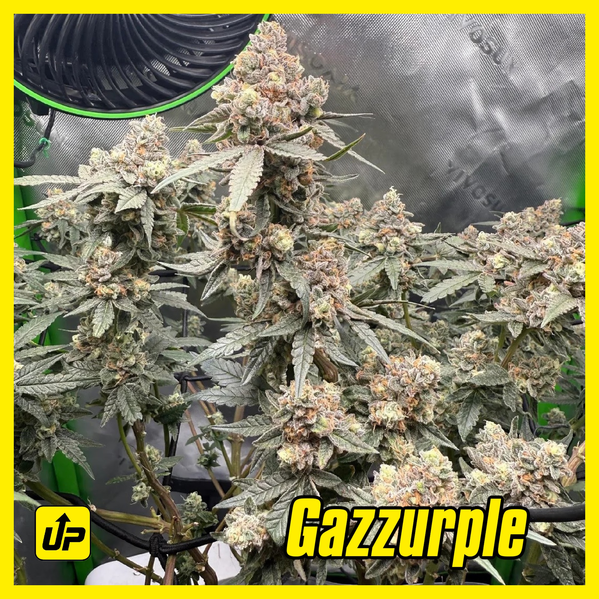 Gazzurple strain