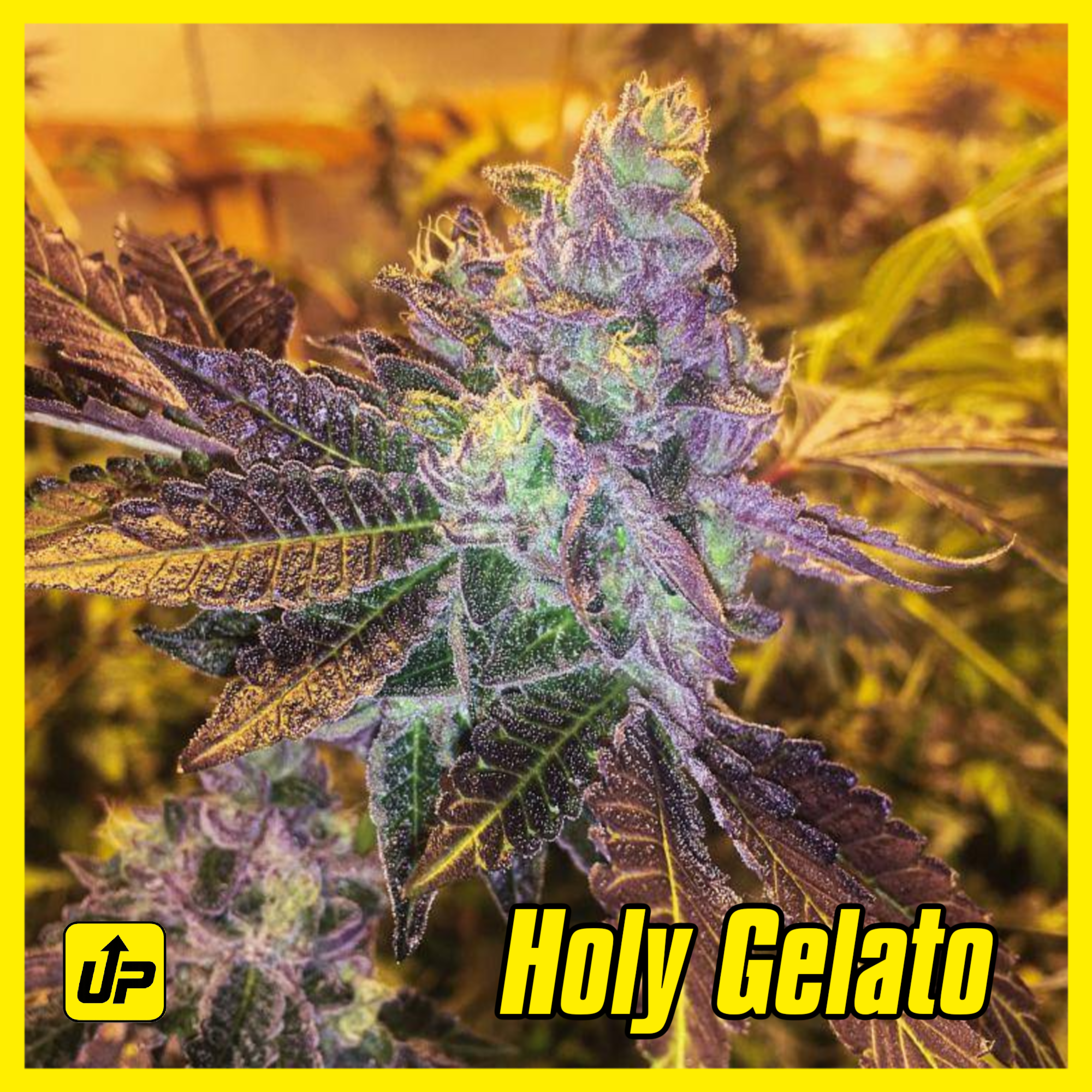 Holy Gelato marijuana clone