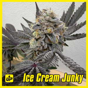 Ice Cream Junky Cannabis Clones