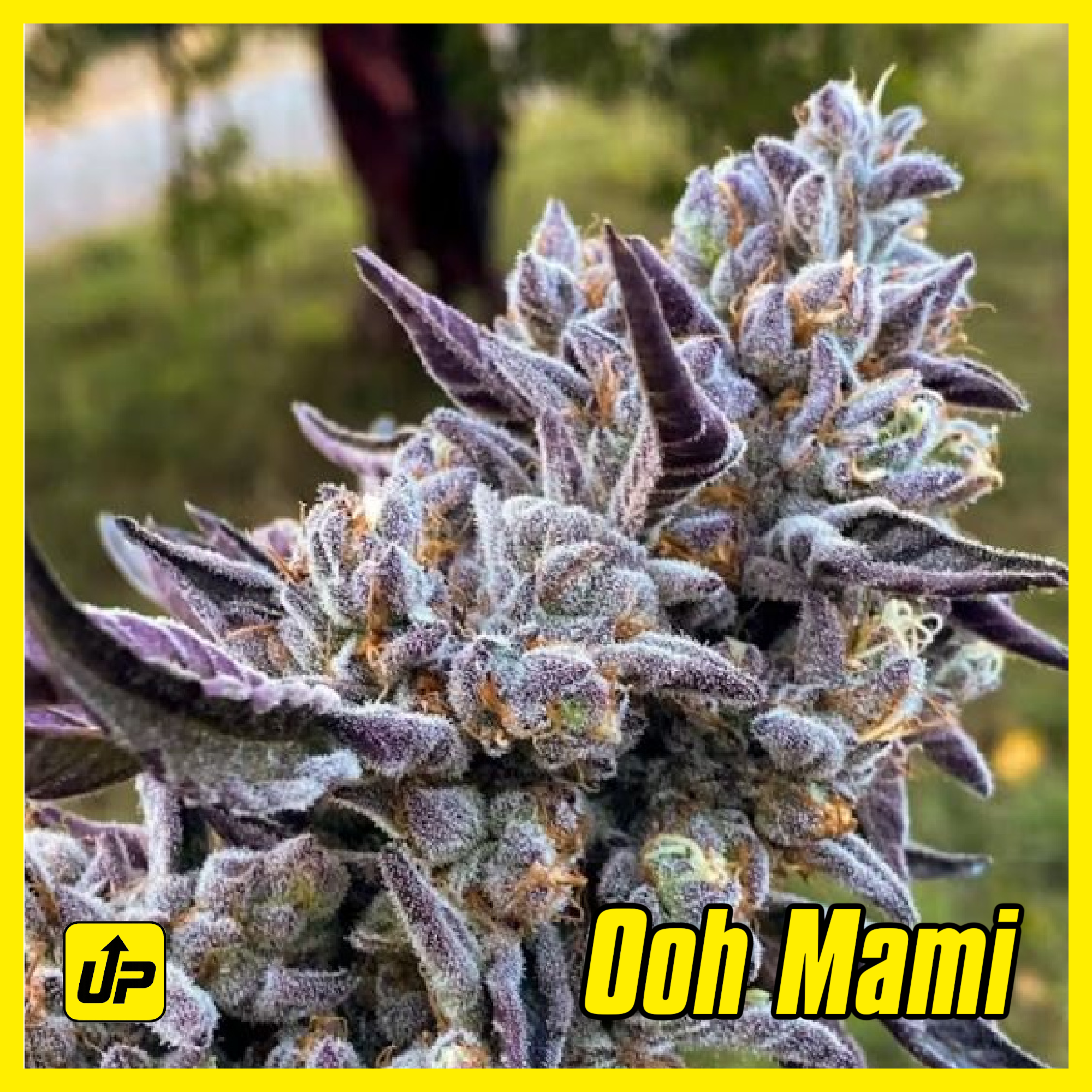 Ooh Mami marijuana clone
