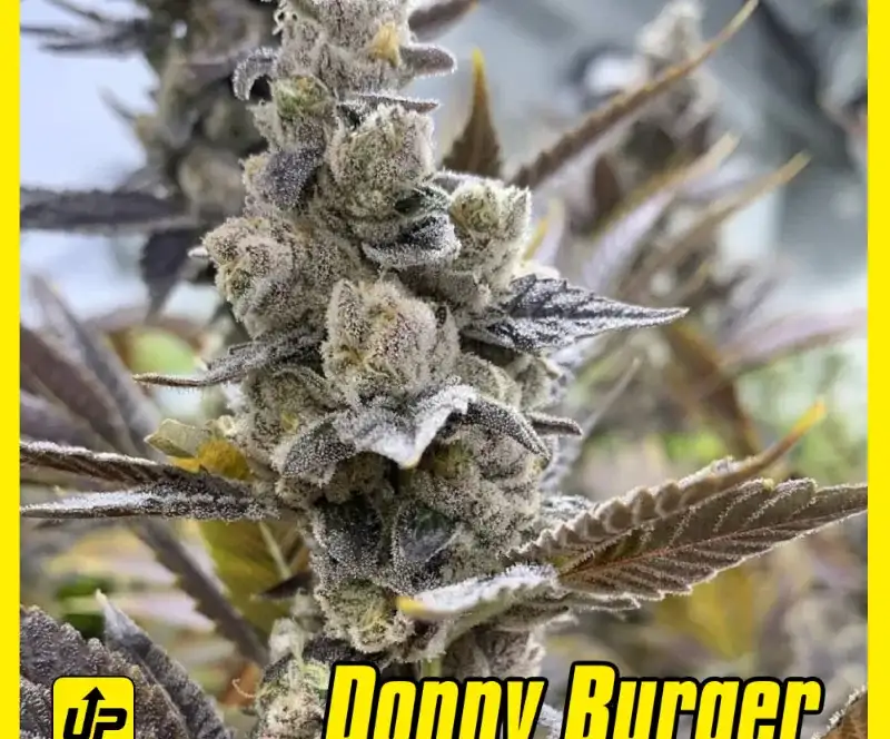 Donny-Burger-1-web