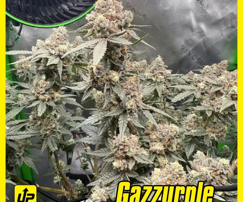 Gazzurple-web