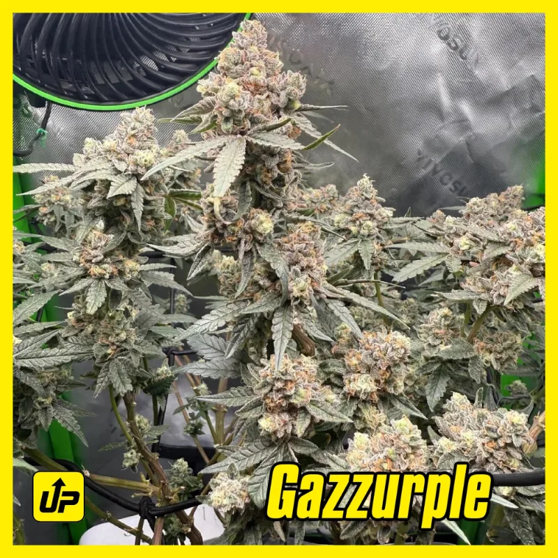 Cannabis plant grown by GreenThumb Gardens (Sample) from a Clones Up clone