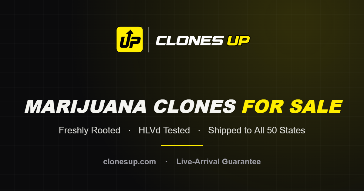 Fruit Stand cannabis clone